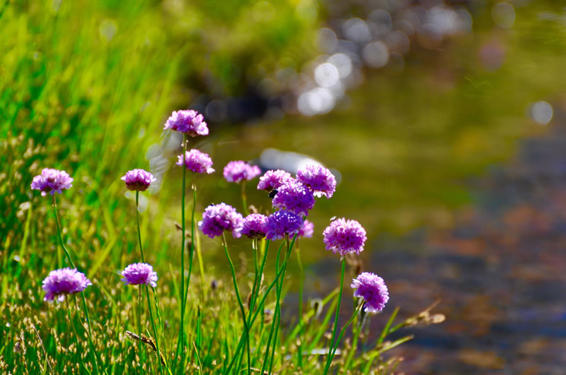 Resultado de imagen para FLORES SILVESTRES