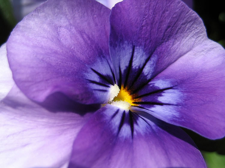 Violeta-horoscopo-flores