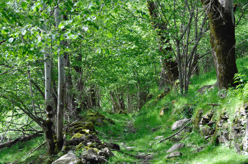 un-paseo-por-el-bosque-boles-dolor-aromas-y-fragancias-Albina-Bosch_2015 362