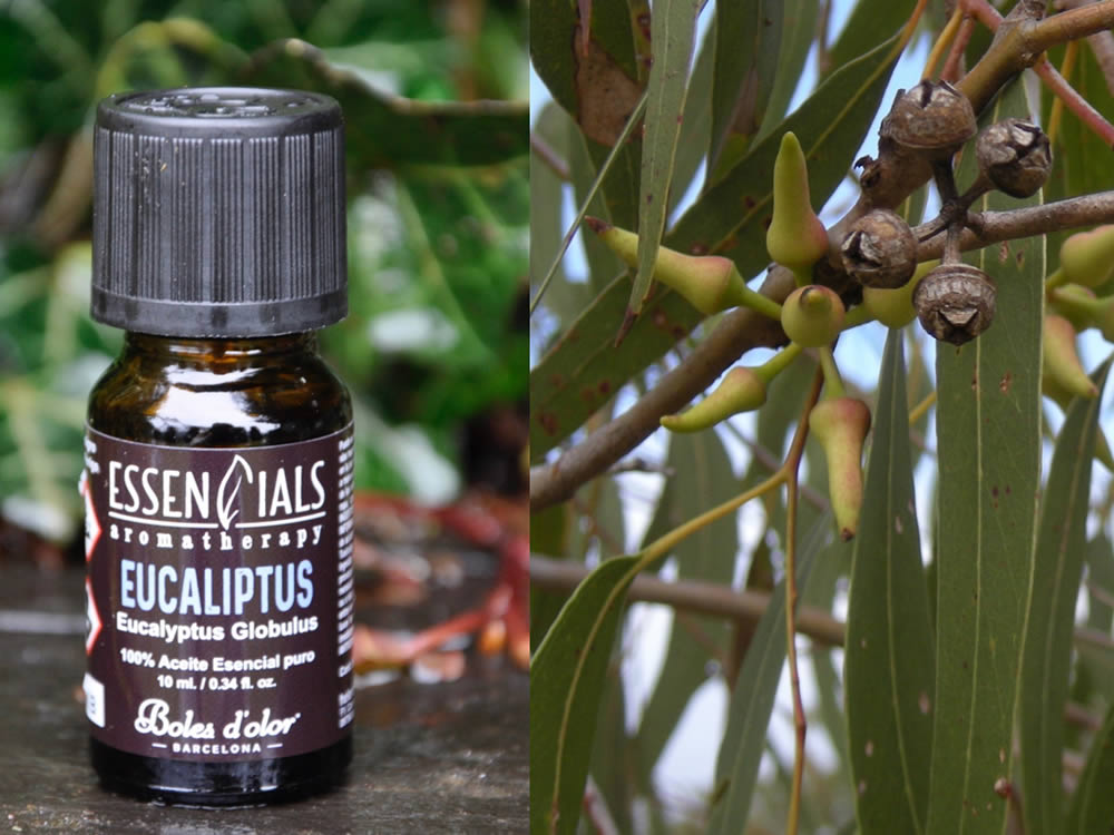 eucaliptus-aceite-esencial